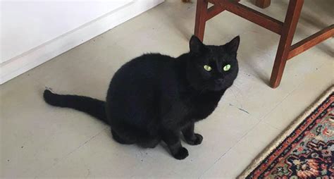 黑貓來家裡